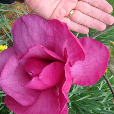 феликс с рукой